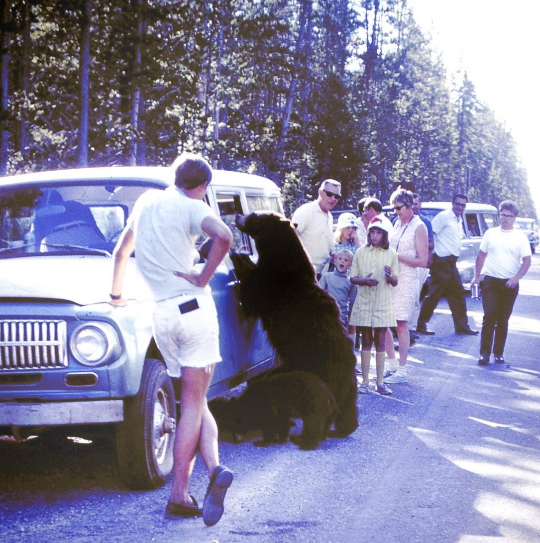 Feeding The Bears At Yellowstone â Photos From The 1950s and 1960s