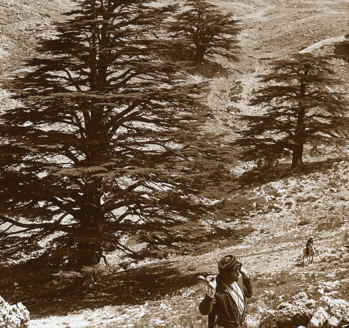 Cedar trees in Lebanon.