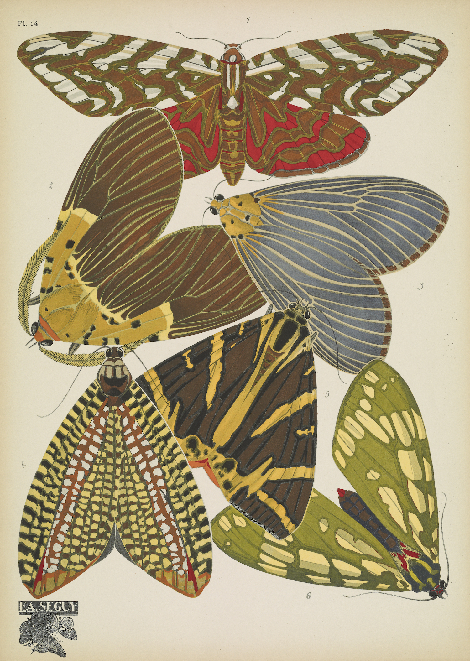 Butterflies (plate 14) by EA Séguy, 1925
