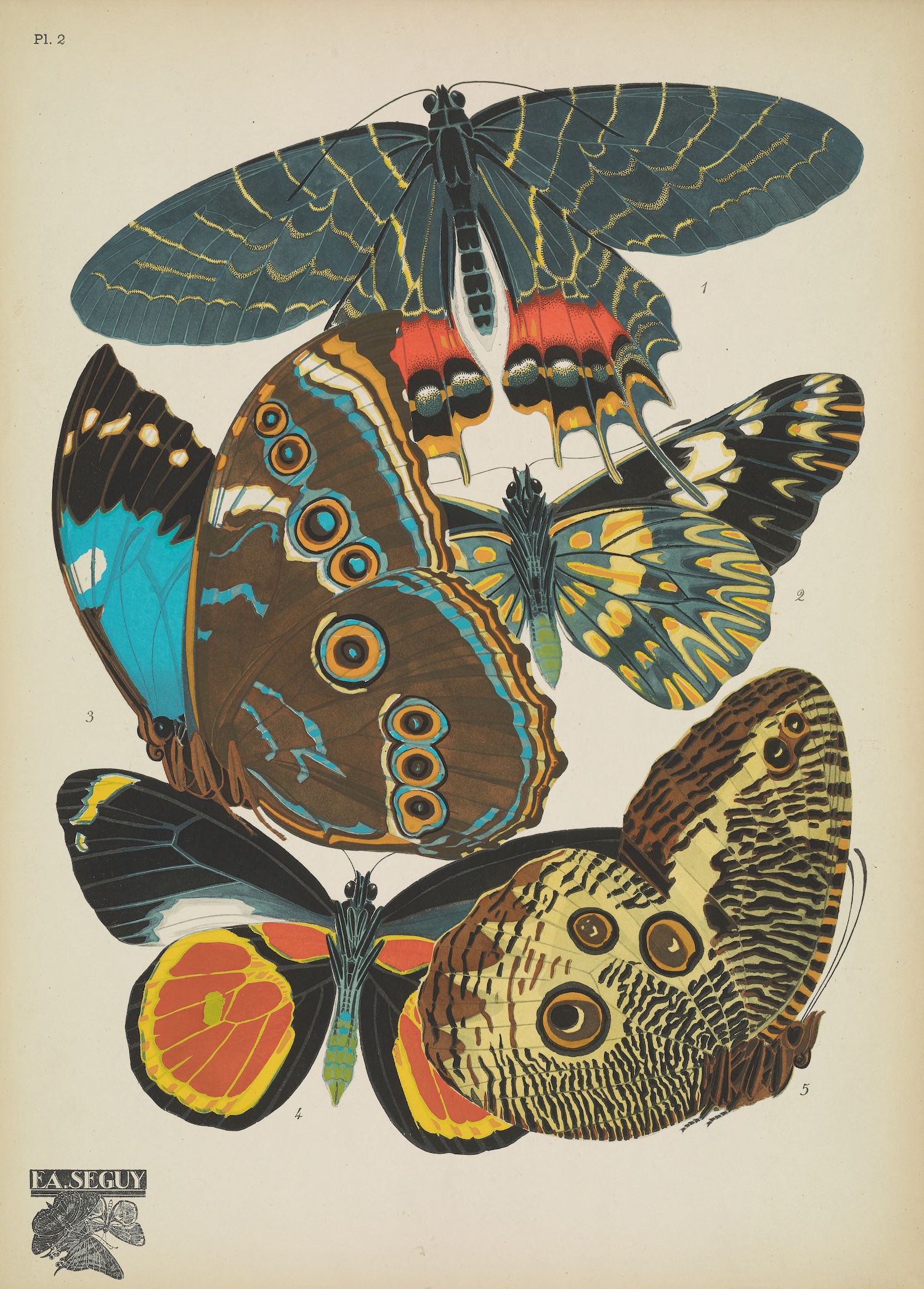 Butterflies (plate 2) by EA Séguy, 1925