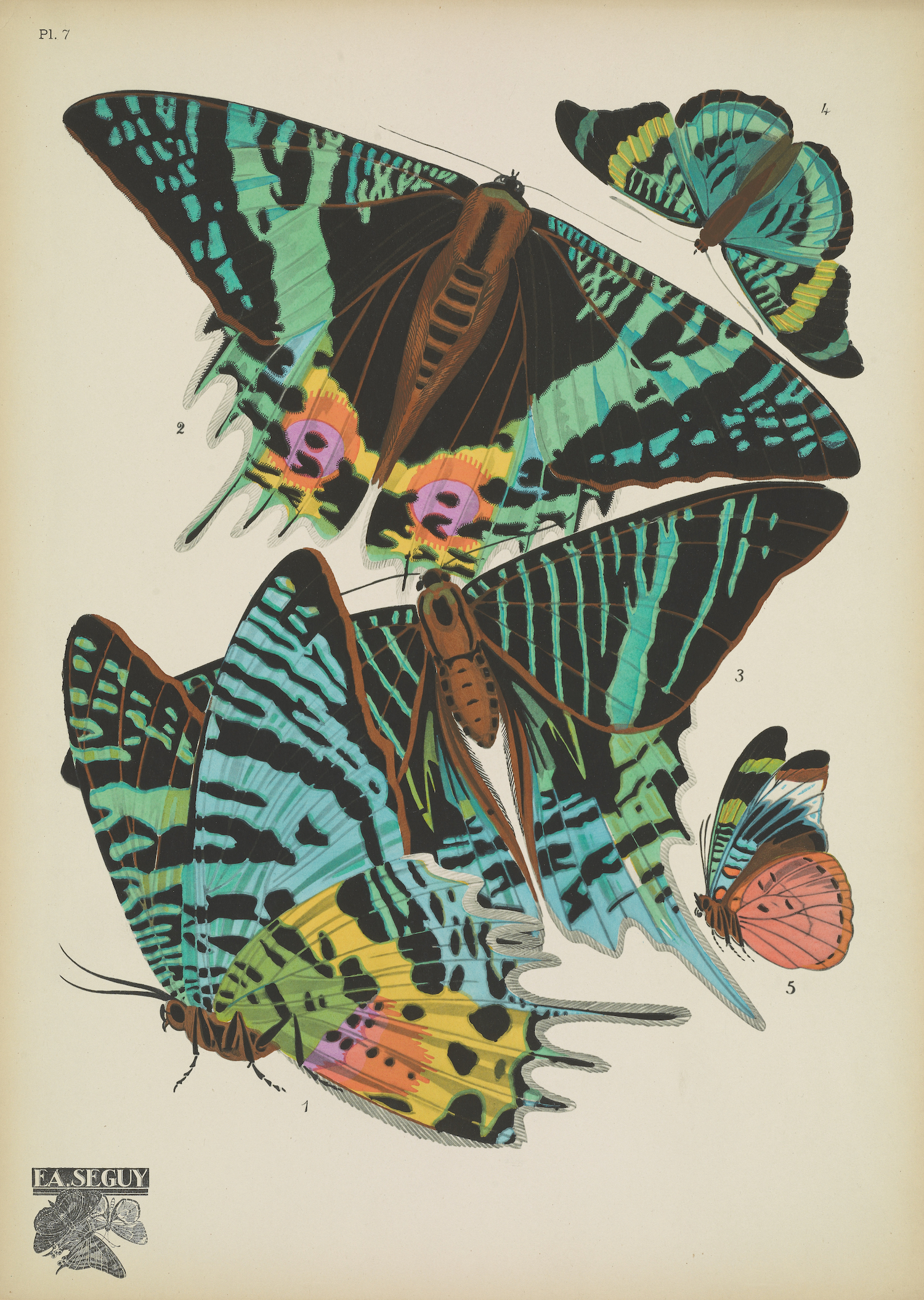 Butterflies (plate 7) by EA Séguy, 1925