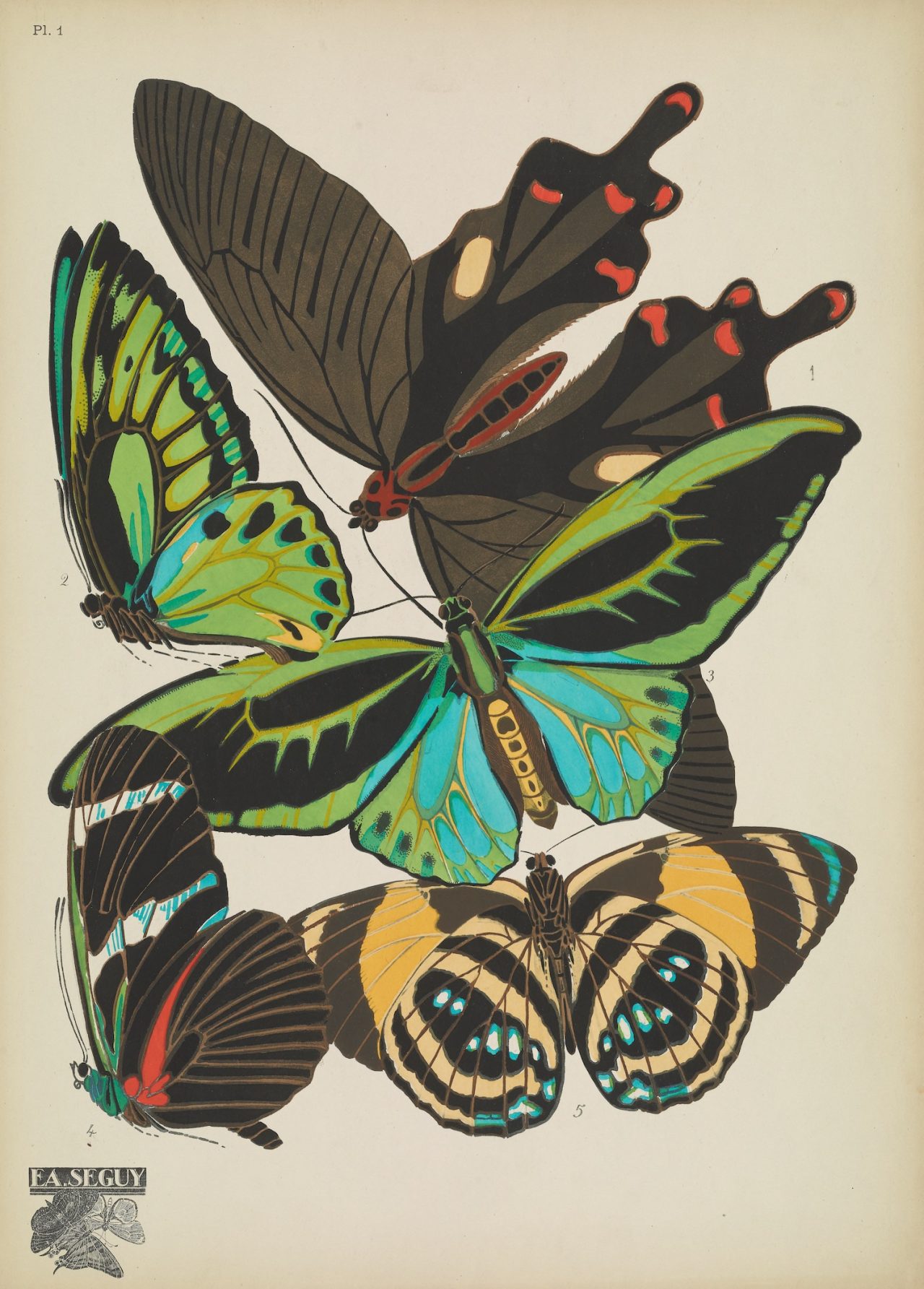 Butterflies by EA Seguy plate 1