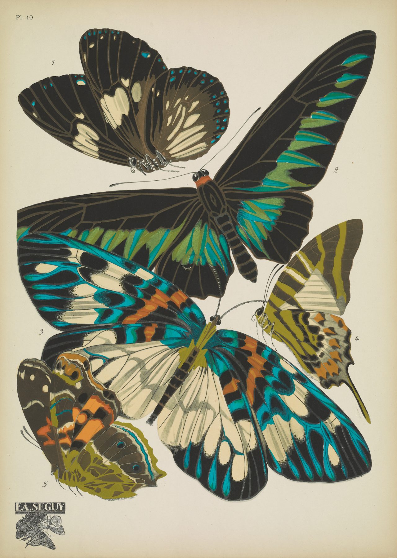 Butterflies (plate 10) by EA Séguy, 1925