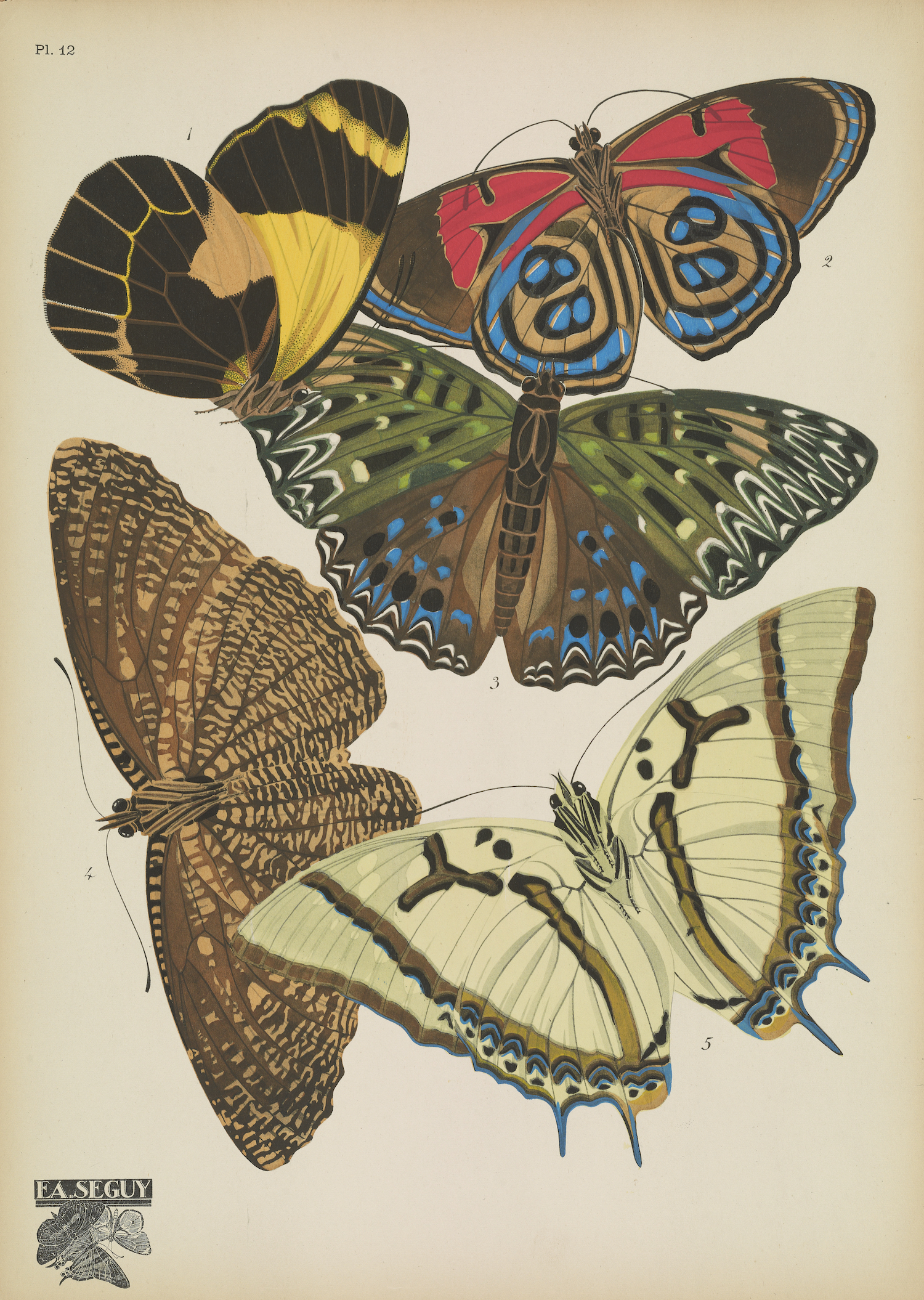 Butterflies (plate 12) by EA Séguy, 1925