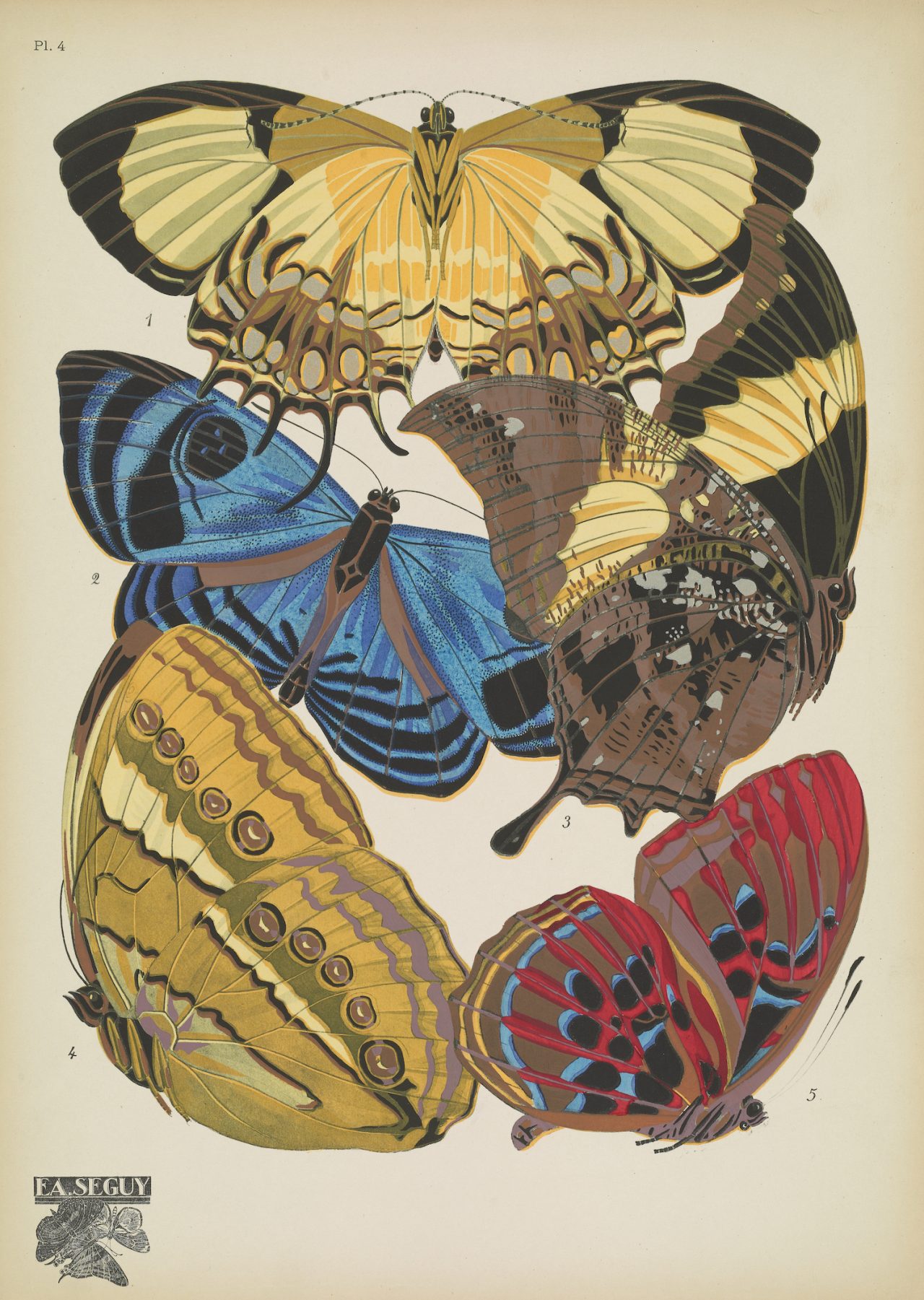 Butterflies (plate 4) by EA Séguy, 1925