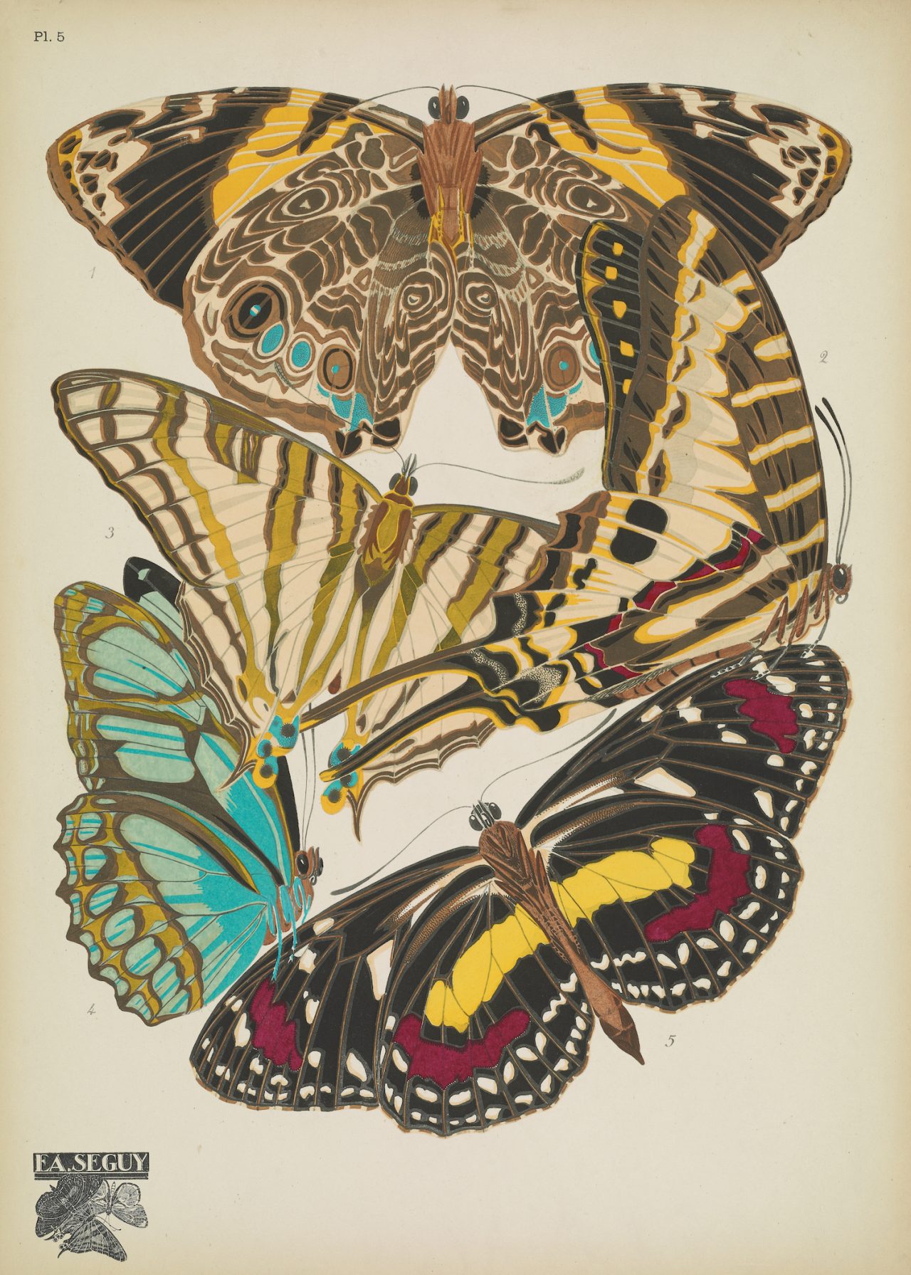 Butterflies (plate 5) by EA Séguy, 1925