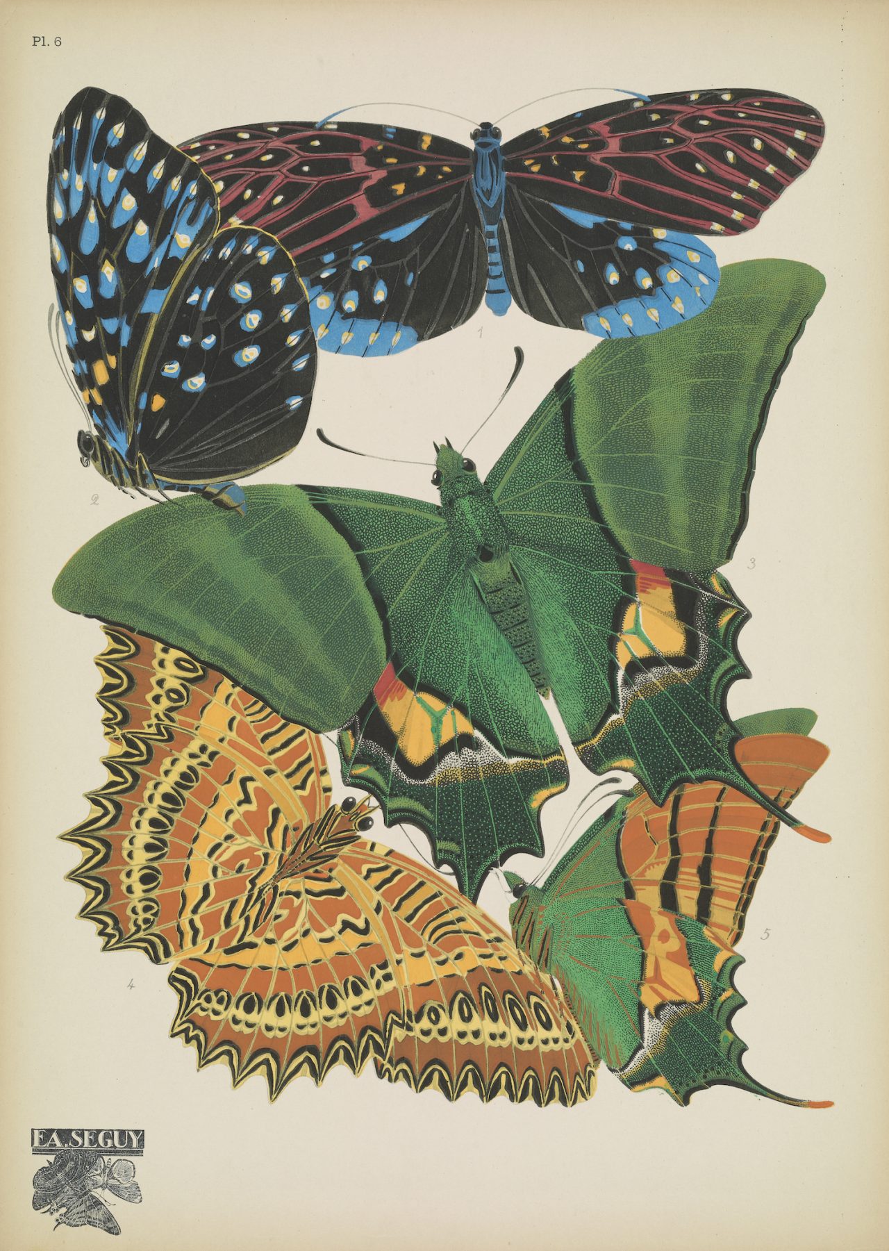 Butterflies (plate 6) by EA Séguy, 1925