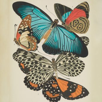 The Beautiful Pochoir Butterfly Prints by Émile Alain Séguy