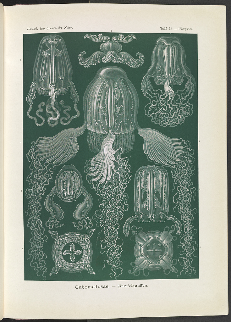 Plate 78, Cubomedusae Ernst Haeckel, 1904
