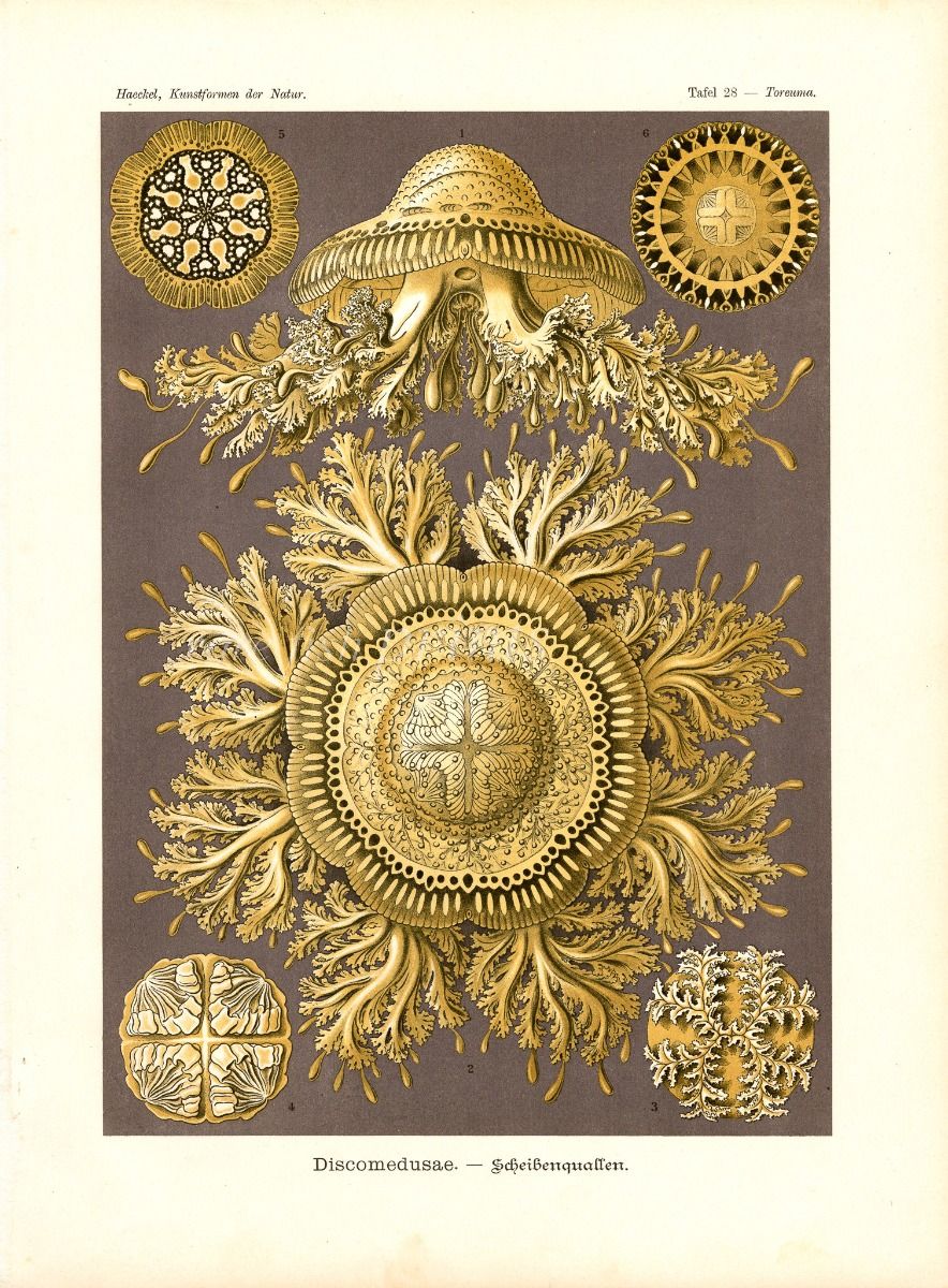 Plate 28, Discomedusae Ernst Haeckel, 1904