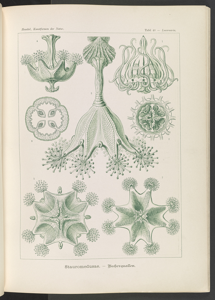 jellyfish ernst haeckel 