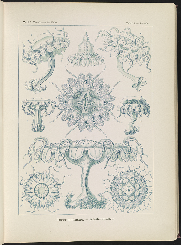 jellyfish ernst haeckel 