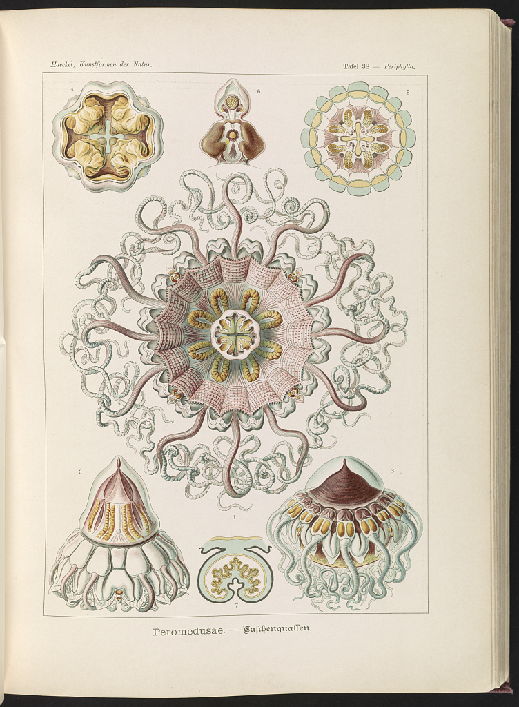 Plate 38, Peromedusae Ernst Haeckel, 1904