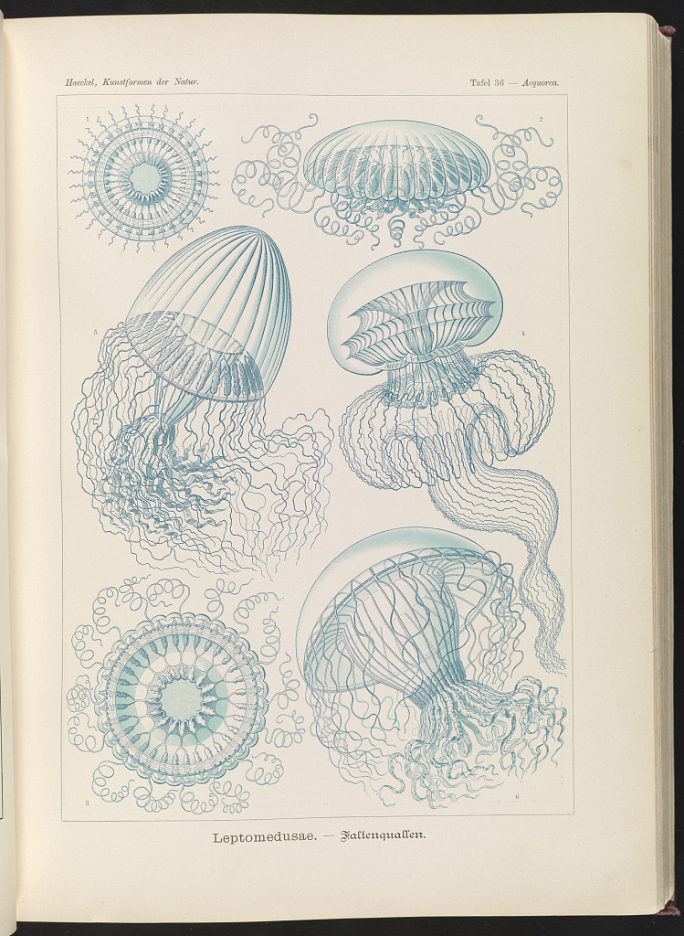 Plate 36, Leptomedusae Ernst Haeckel, 1904