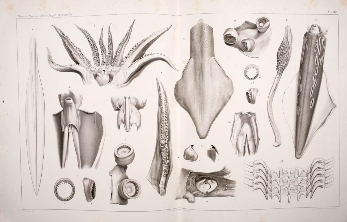 Cephalopods