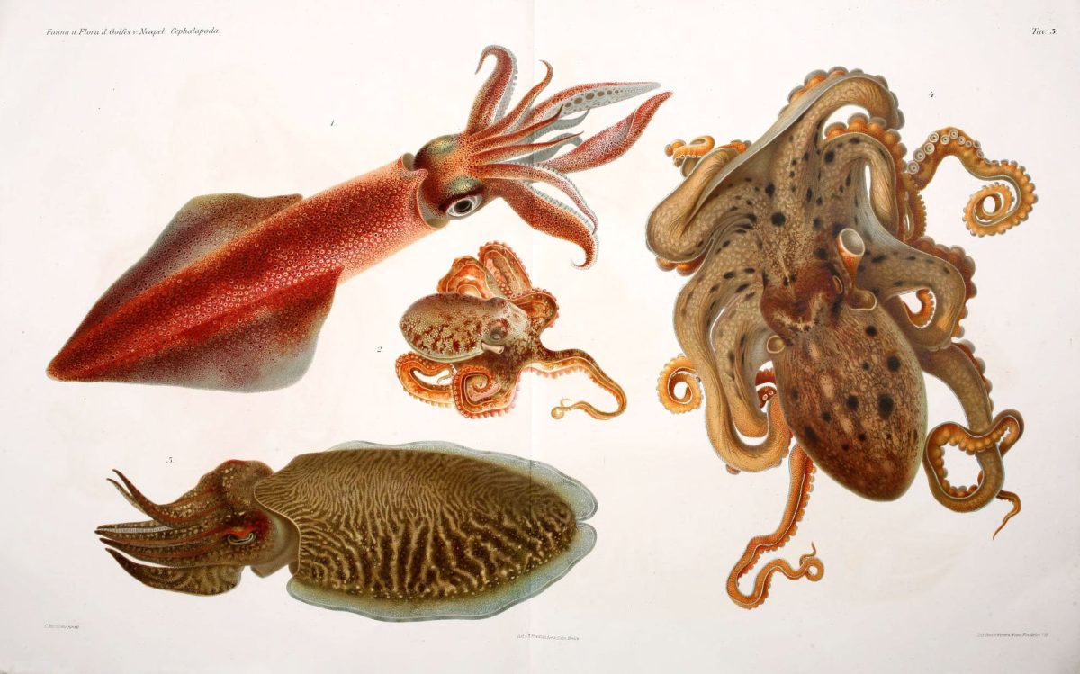 Cephalopods