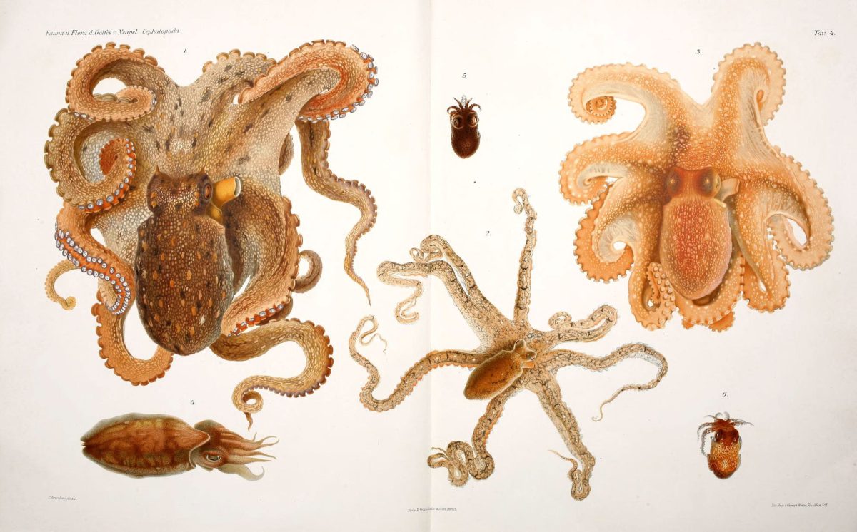 Cephalopods