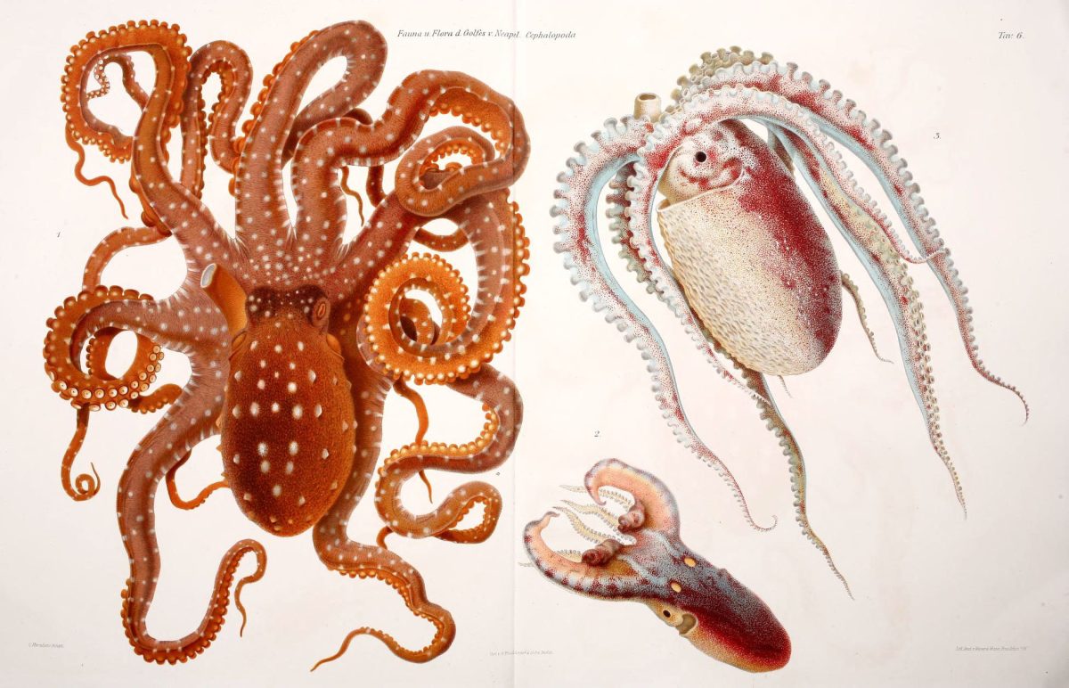 Cephalopods