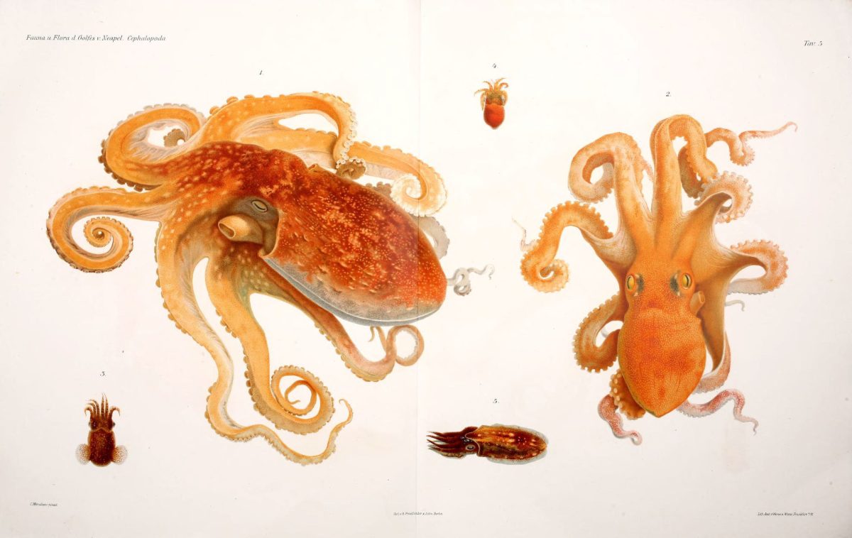 Cephalopods