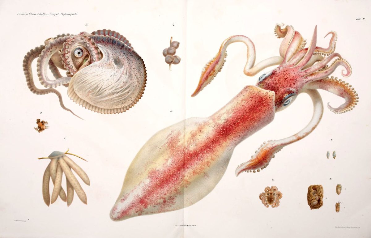 Cephalopods