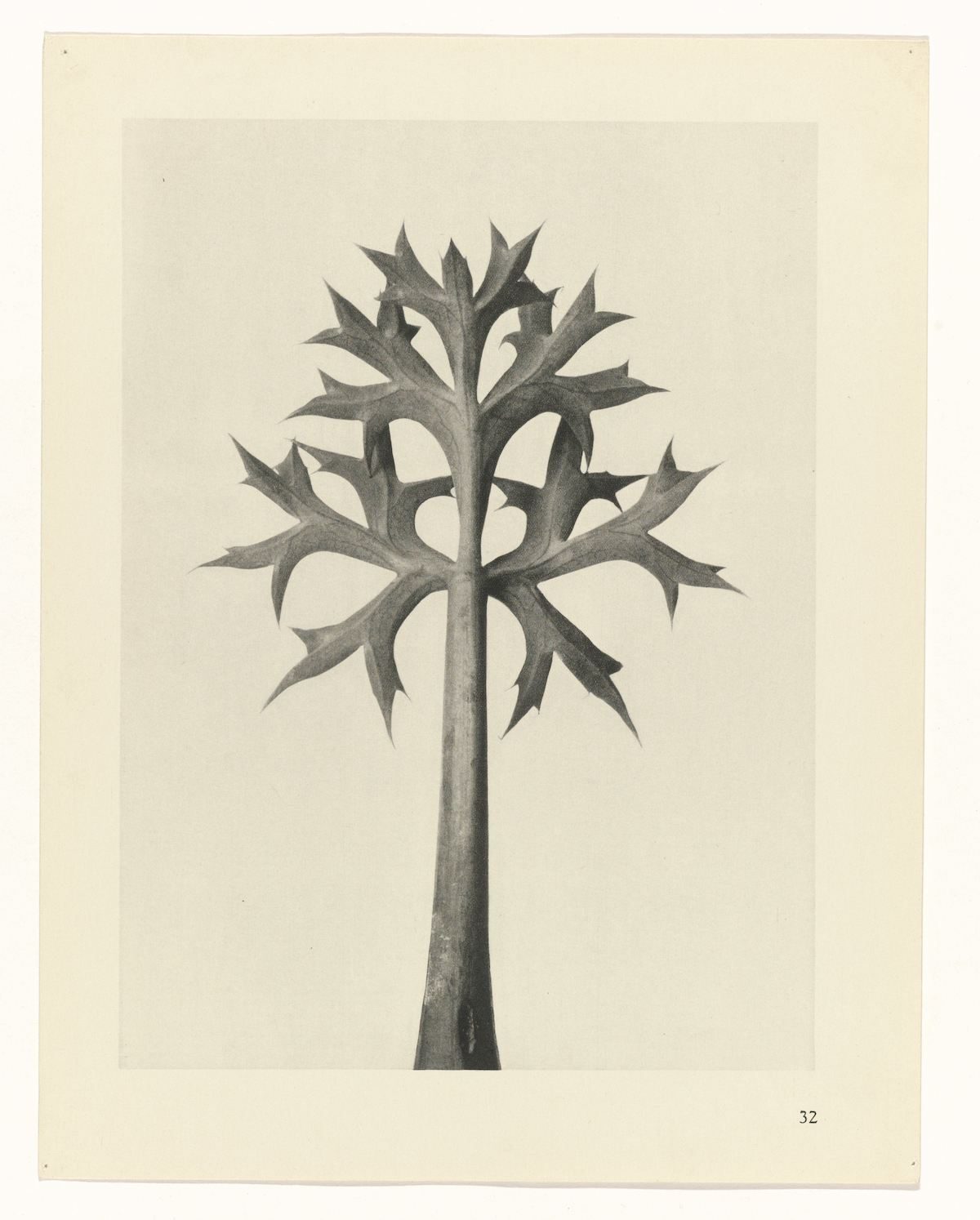 Karl Blossfeldt , Art Forms in Nature