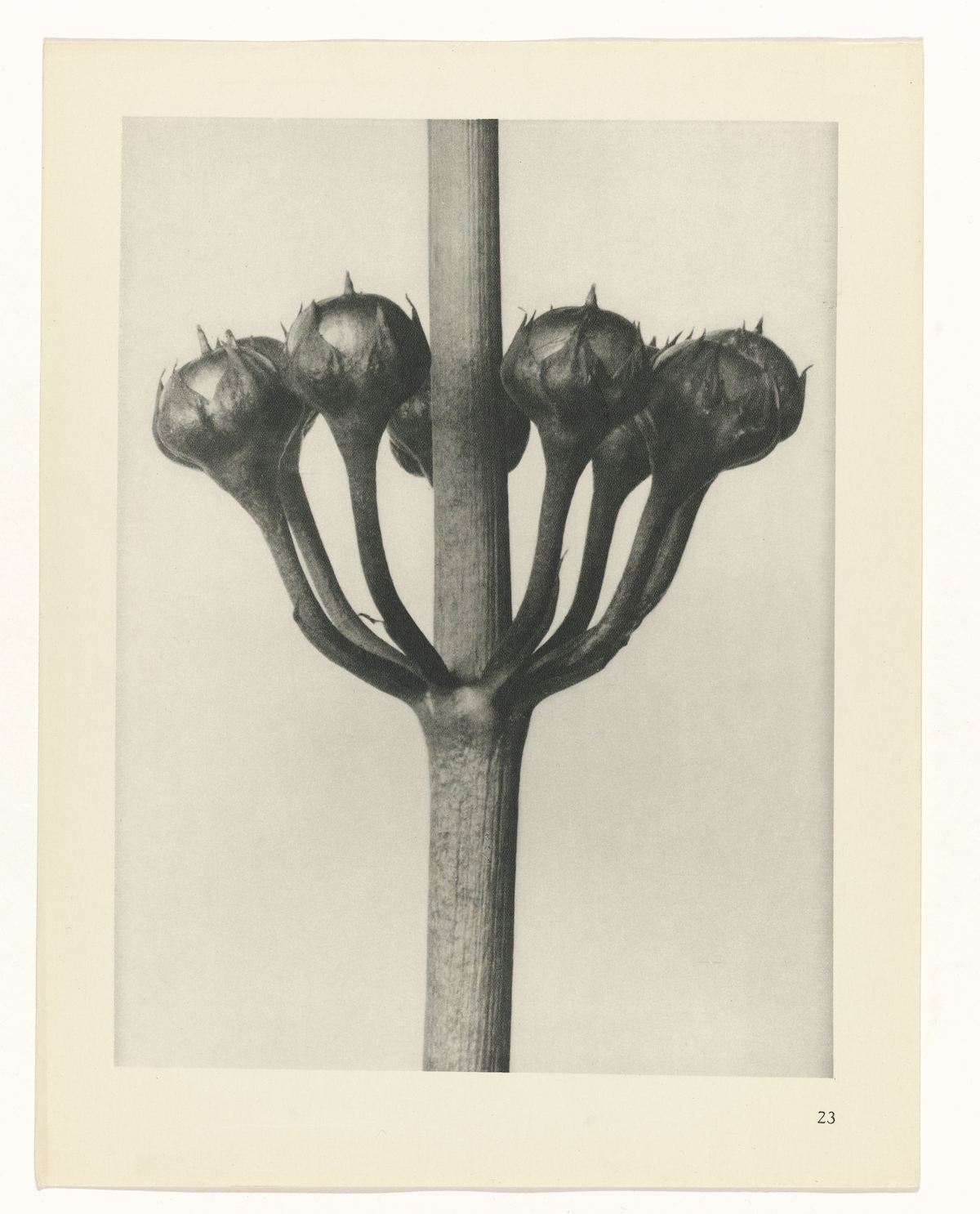 Karl Blossfeldt , Art Forms in Nature