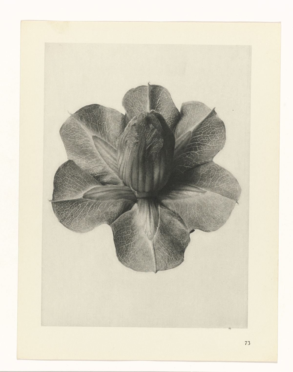 Karl Blossfeldt , Art Forms in Nature