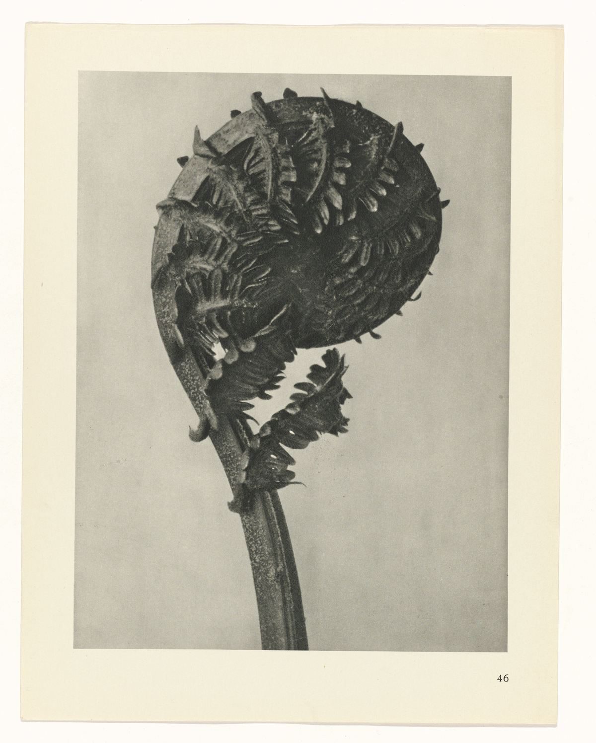 Karl Blossfeldt , Art Forms in Nature