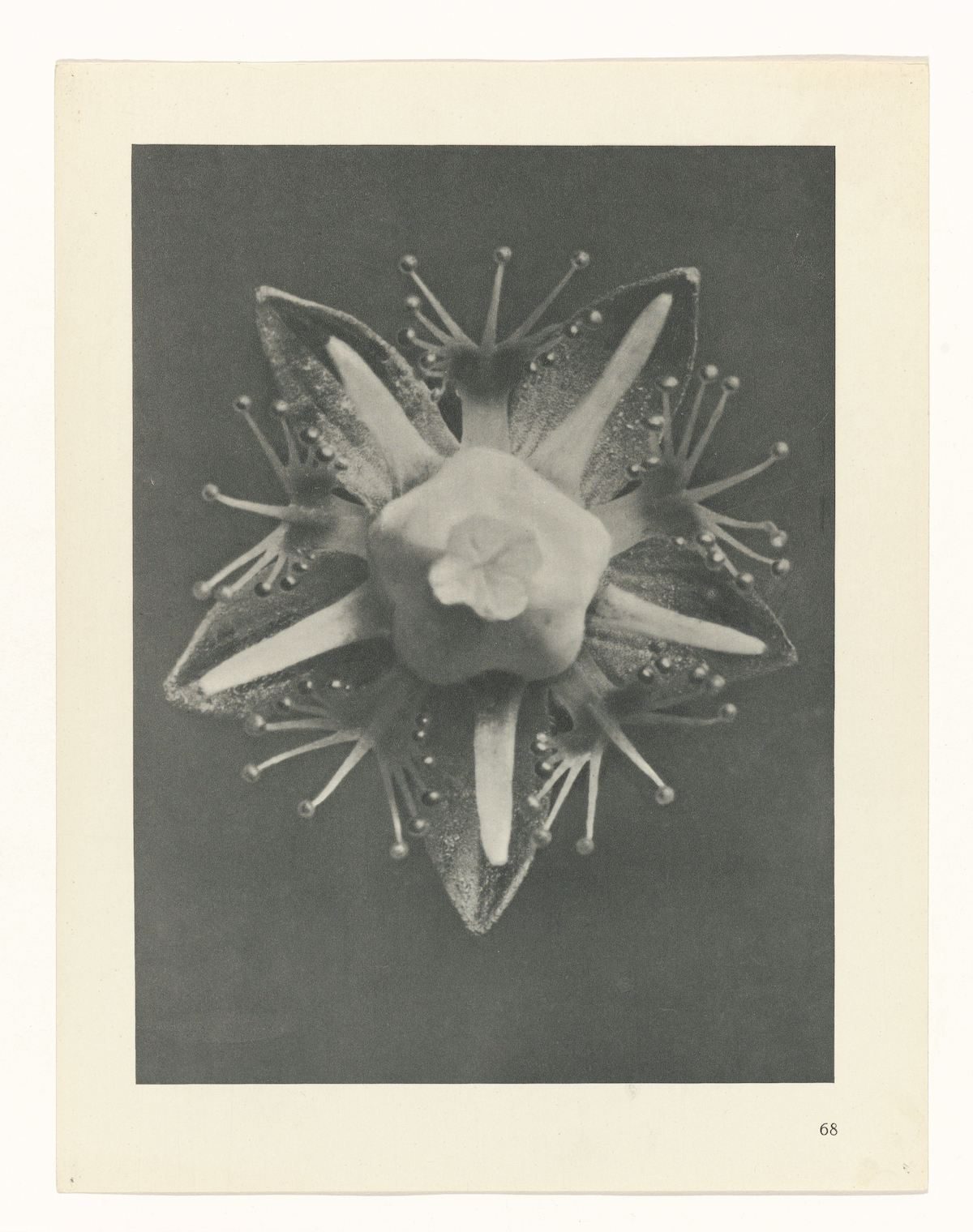 Karl Blossfeldt , Art Forms in Nature