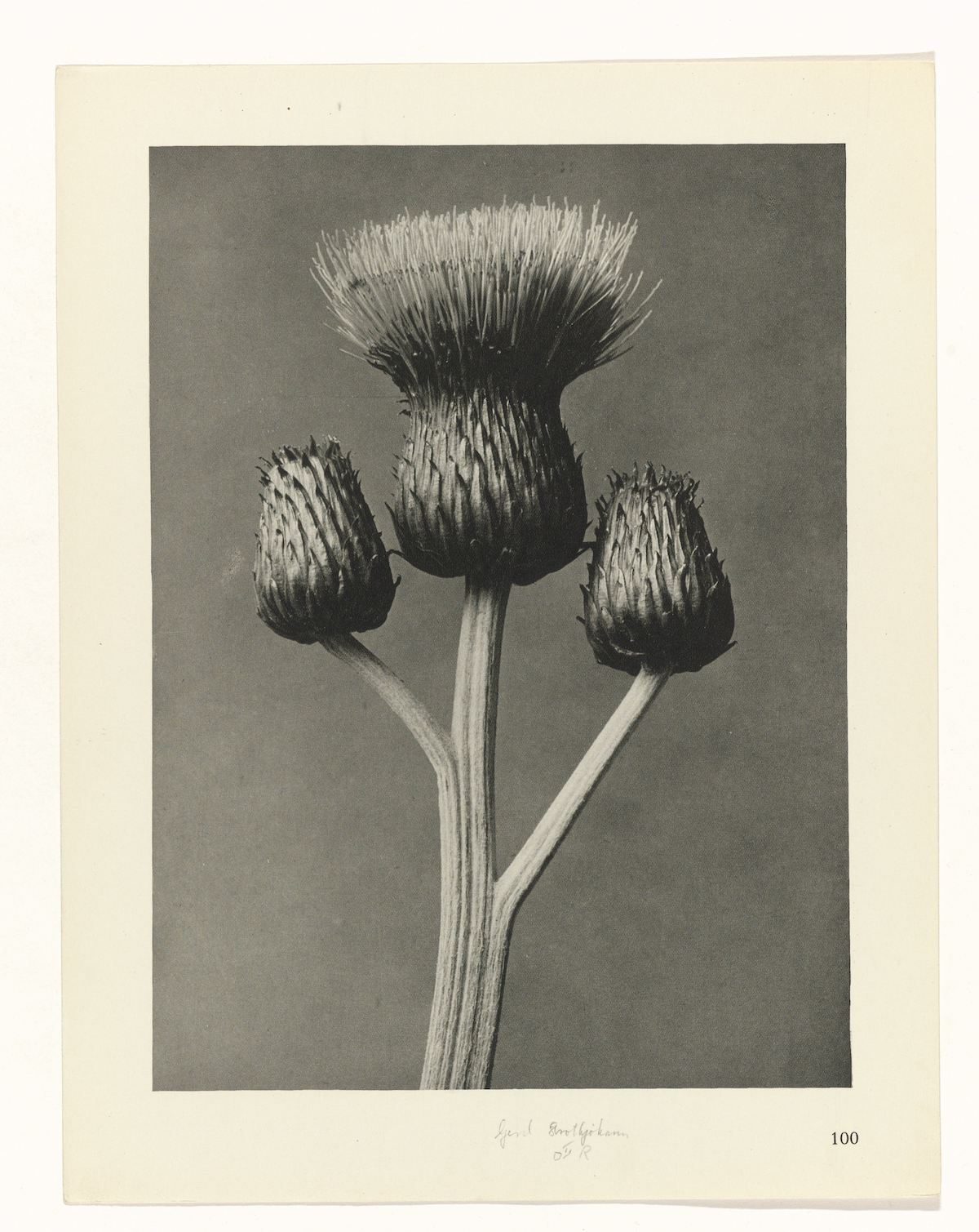 Karl Blossfeldt , Art Forms in Nature