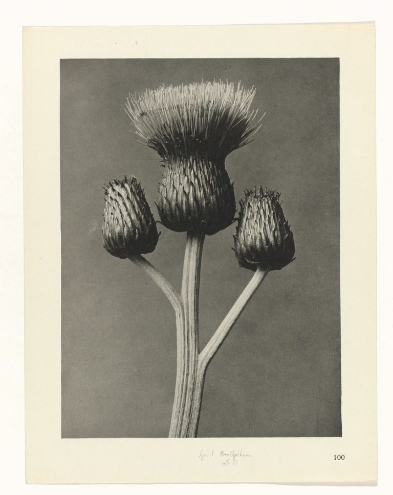 Karl Blossfeldt - Urformen der Kunst (Art Forms in Nature) - 1928 ...