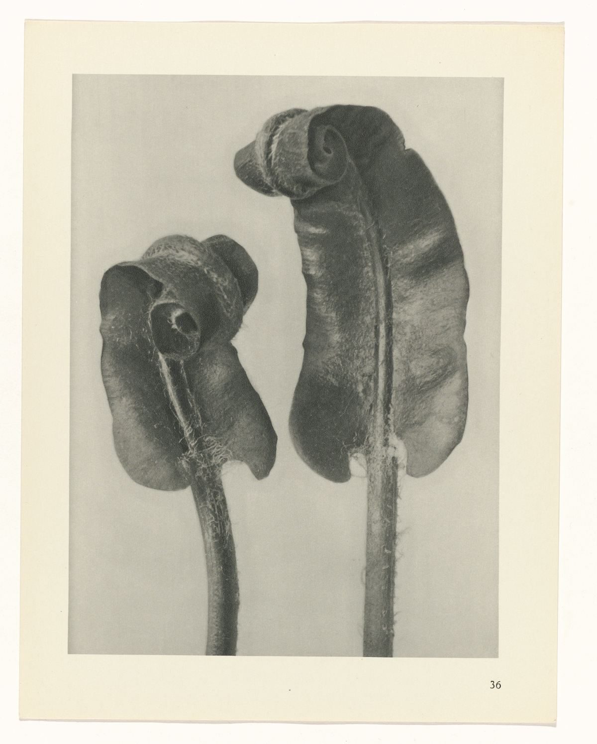 Karl Blossfeldt , Art Forms in Nature