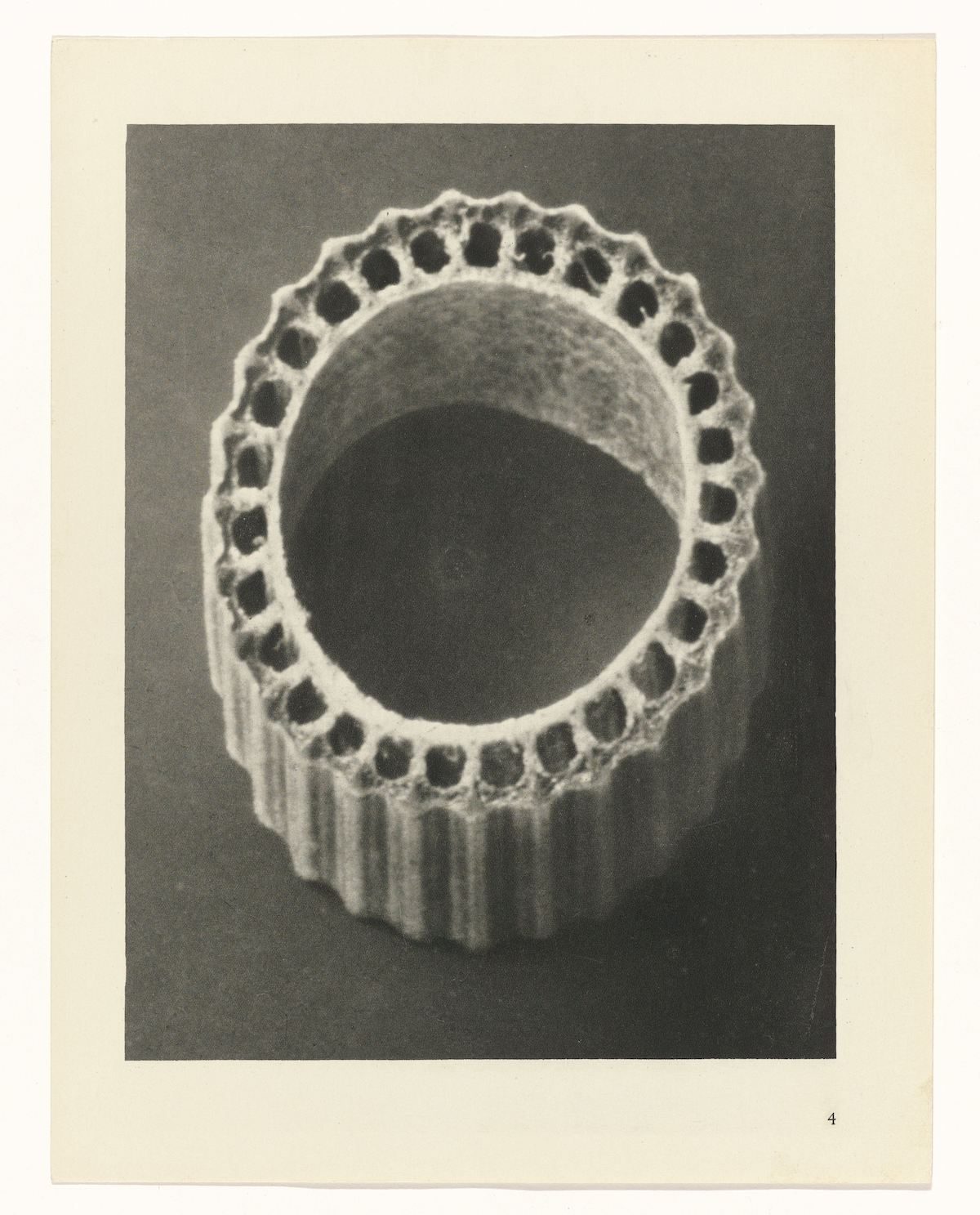 Karl Blossfeldt , Art Forms in Nature