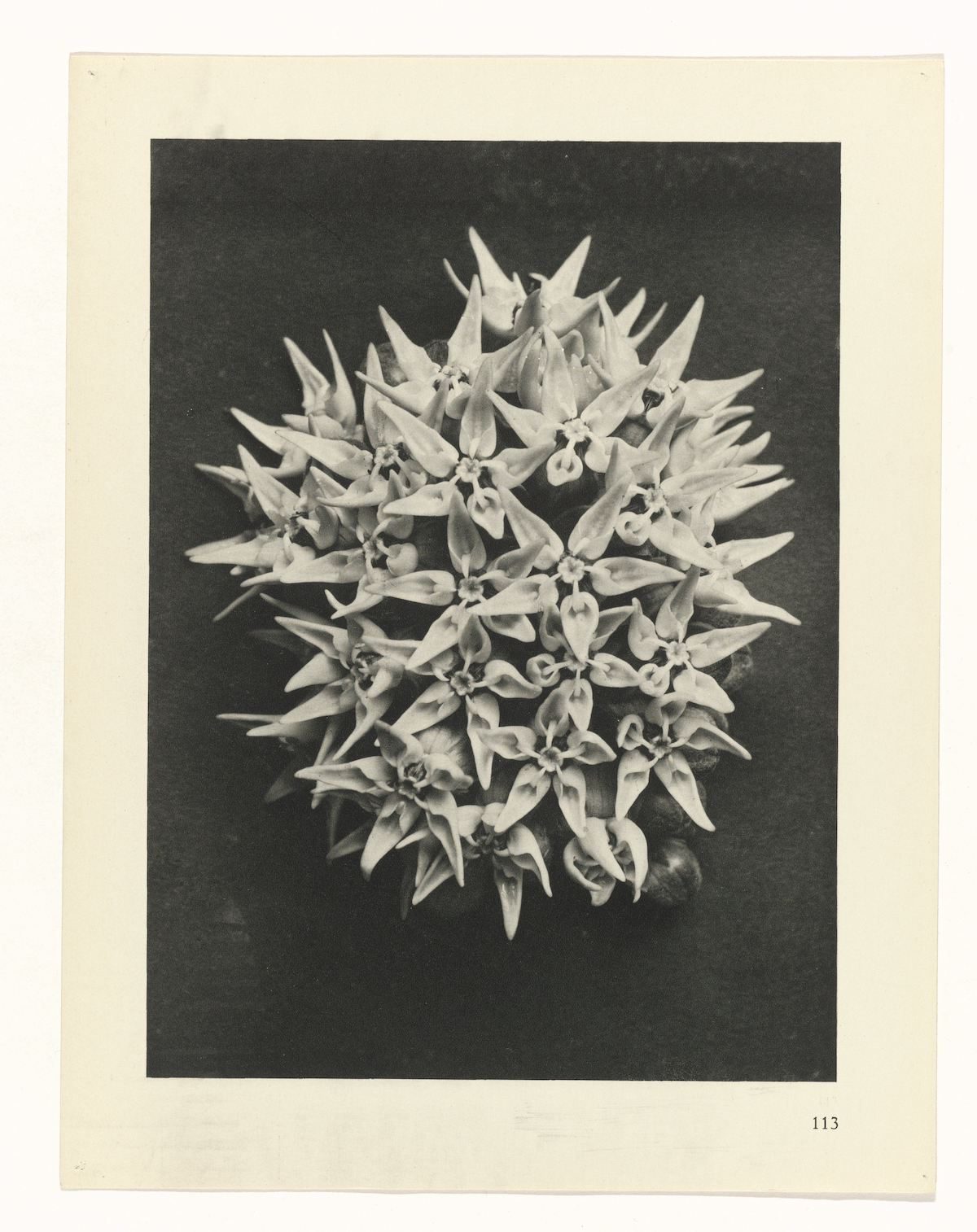 Karl Blossfeldt , Art Forms in Nature