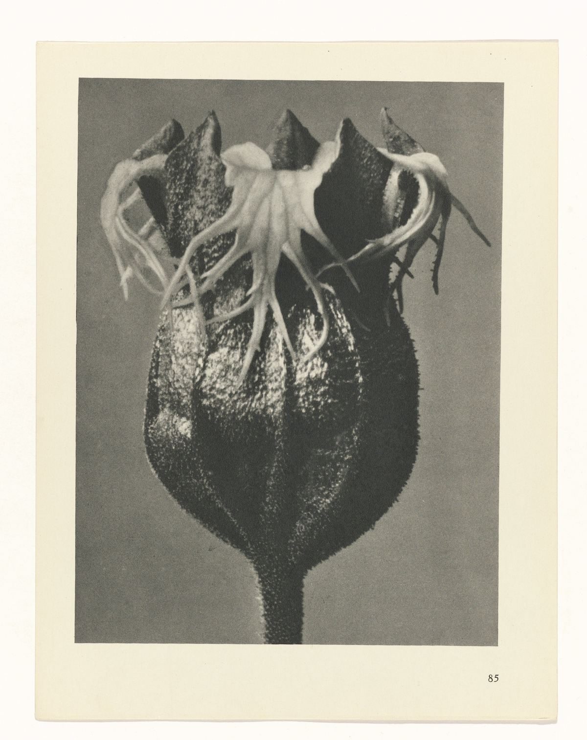 Karl Blossfeldt , Art Forms in Nature