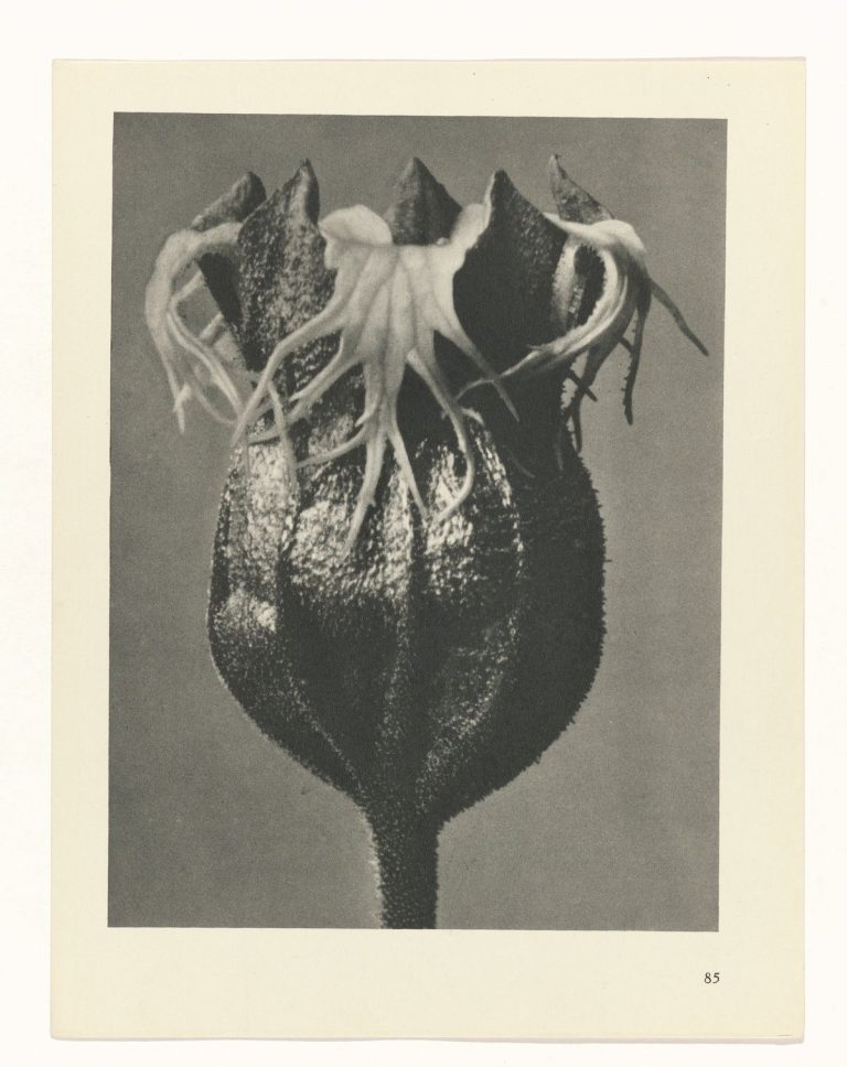 Karl Blossfeldt - Urformen der Kunst (Art Forms in Nature) - 1928 ...