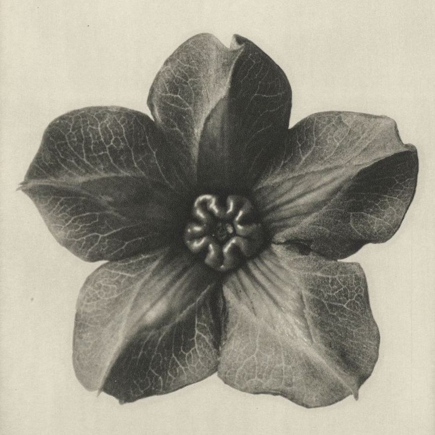 Karl Blossfeldt Art Forms In Nature 6 Flashbak