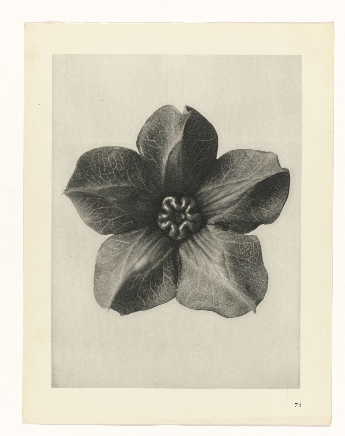 Karl Blossfeldt , Art Forms in Nature