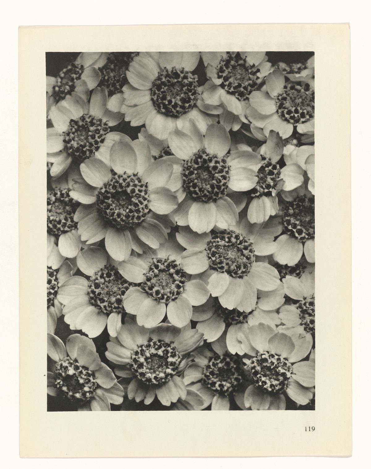 Karl Blossfeldt , Art Forms in Nature