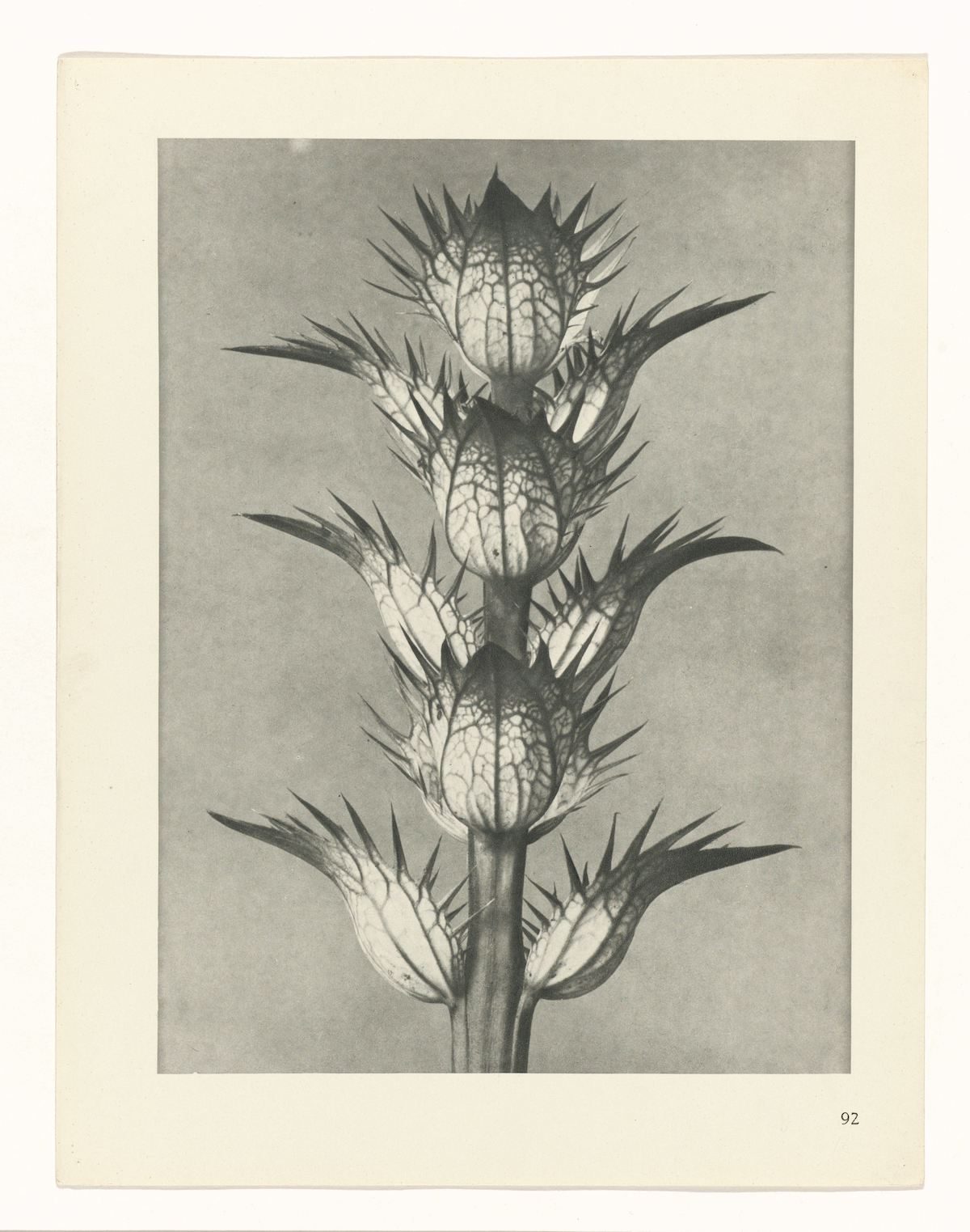 Karl Blossfeldt , Art Forms in Nature