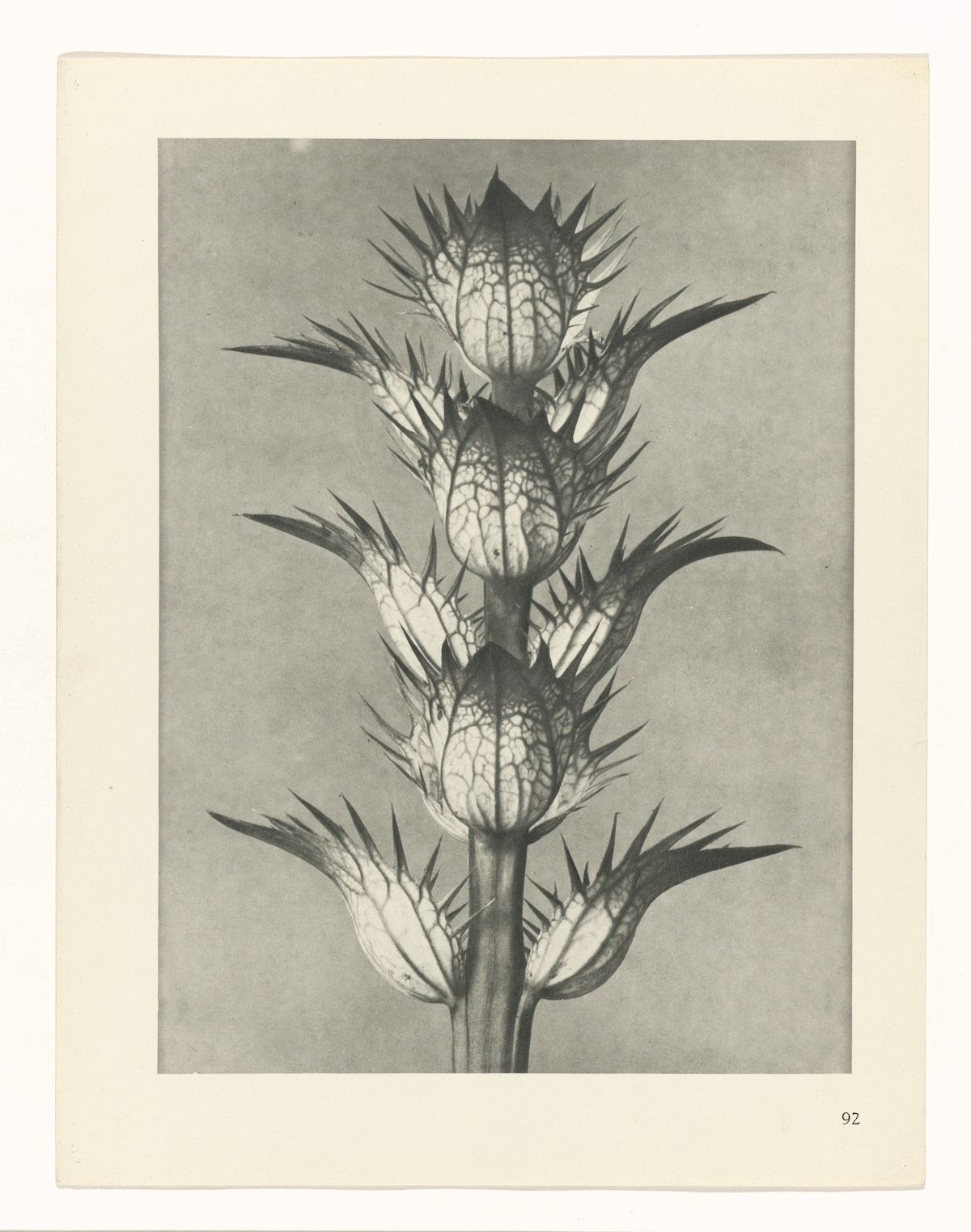 Karl Blossfeldt Art Forms In Nature 8 Flashbak