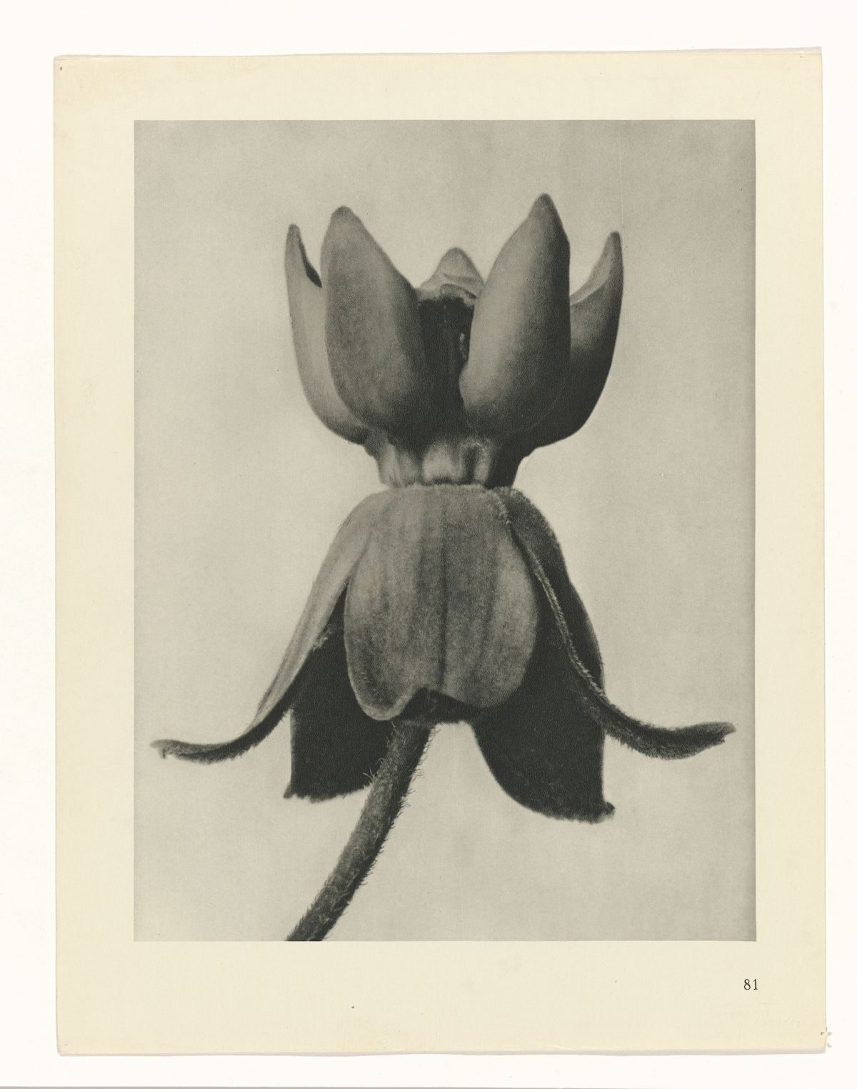 Karl Blossfeldt , Art Forms in Nature