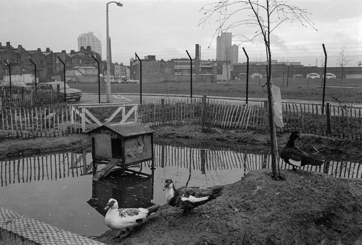 Duck pond Vauxhall City Farm Vauxhall Lambeth. 1980
