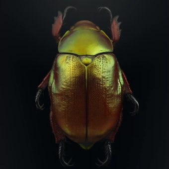 Wondrous and Detailed Photographs of Insects in Peril