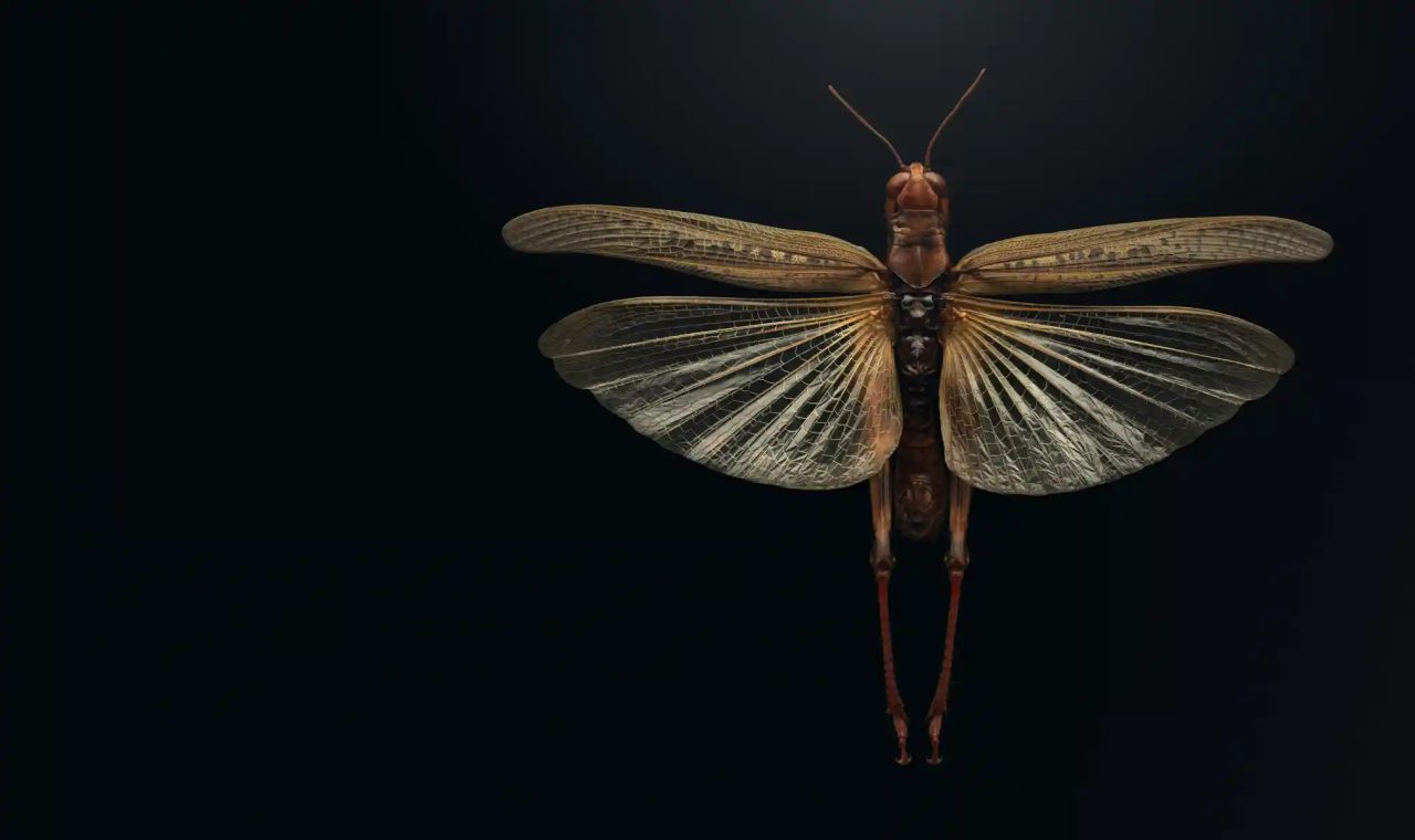 Extinct & Endangered: Insects in Peril