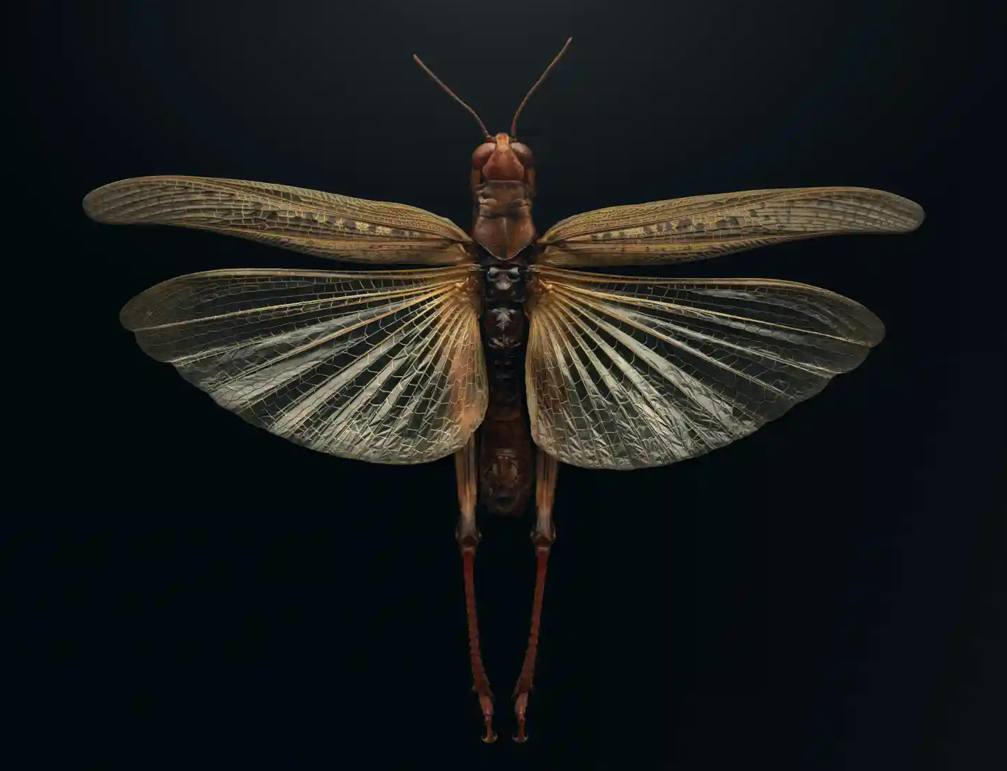 Rocky Mountain locust Melanoplus