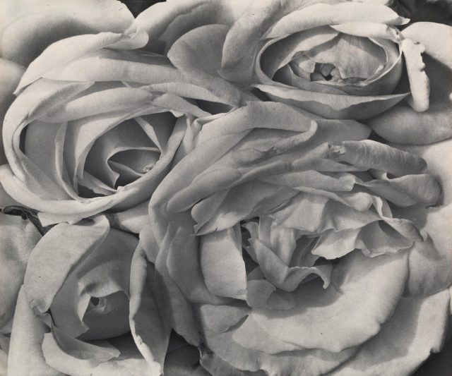 Tina Modotti Roses, Mexico 1924 small - Flashbak