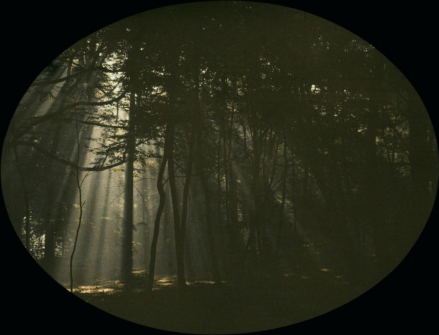 Charles Corbet, Filtered light through trees c. 1910, autochrome