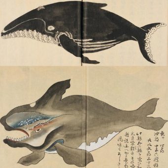 Hunting The Whale Terrorists of Edo Period Japan