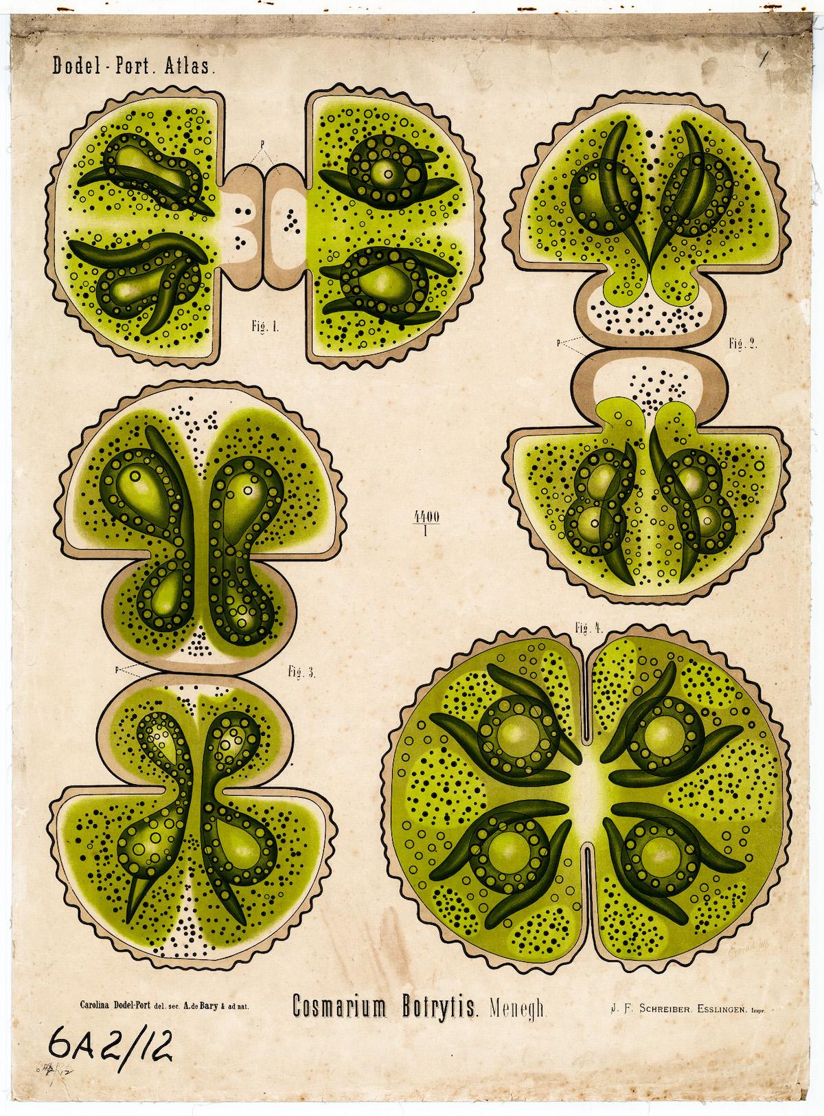 Plant Anatomy Charts